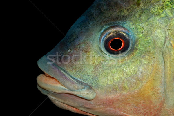 Nembwe fish portrait Stock photo © EcoPic