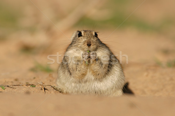 Whistling rat  Stock photo © EcoPic