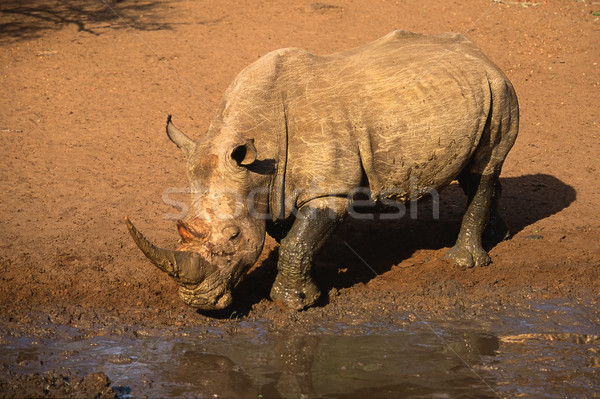 White rhinoceros Stock photo © EcoPic