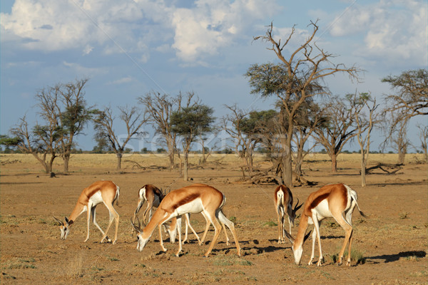 Nyáj kicsi sivatag Dél-Afrika Afrika afrikai Stock fotó © EcoPic