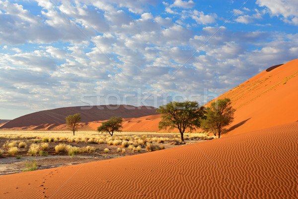 Sossusvlei landscape Stock photo © EcoPic