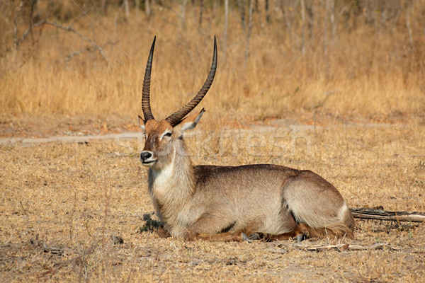 Waterbuck bull Stock photo © EcoPic
