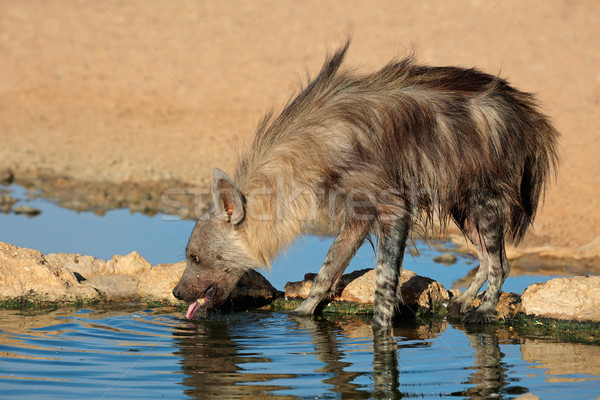 Braun Hyäne Trinkwasser Wüste Südafrika trinken Stock foto © EcoPic
