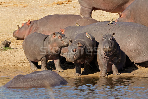 Hippo family Stock photo © EcoPic