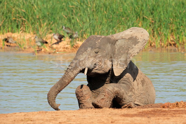 Foto stock: Elefante · africano · jovem · elefante · parque · África · do · Sul