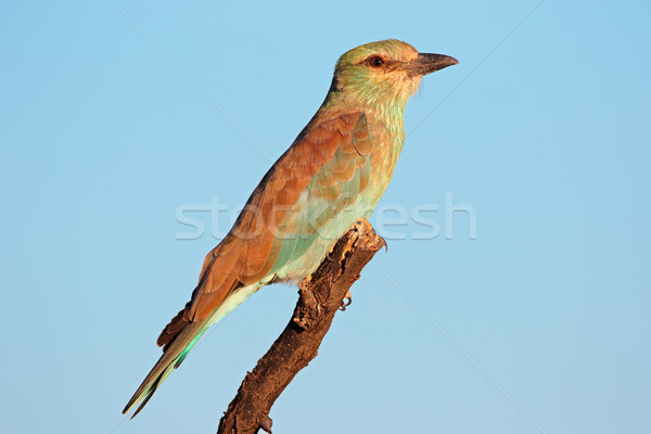 European roller Stock photo © EcoPic