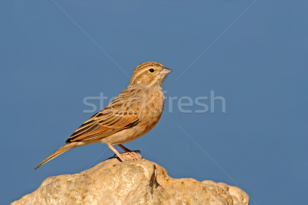 Larklike bunting Stock photo © EcoPic