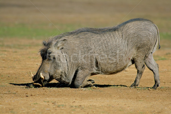 Male warthog Stock photo © EcoPic