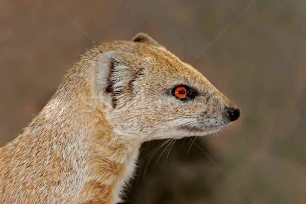 Yellow mongoose Stock photo © EcoPic