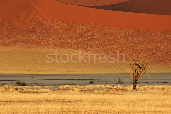 Desert landscape Stock photo © EcoPic