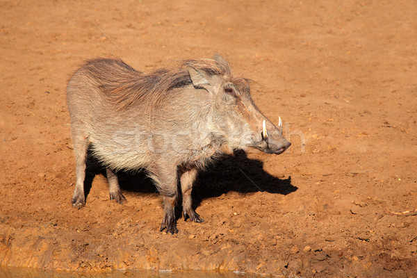 Warthog Stock photo © EcoPic