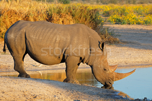 White rhinoceros drinking Stock photo © EcoPic