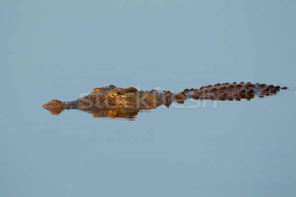 Krokodil víz Dél-Afrika száj állat úszás Stock fotó © EcoPic