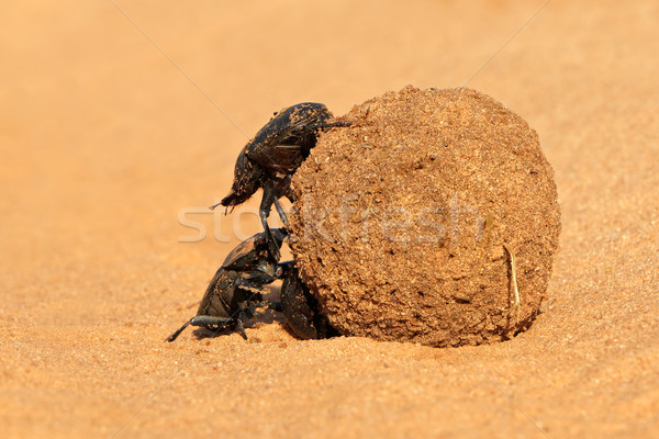 沙 覆蓋 球 南非 昆蟲 非洲的 商業照片 © EcoPic