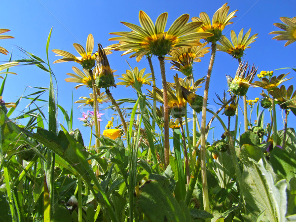 Daisy field Stock photo © EcoPic