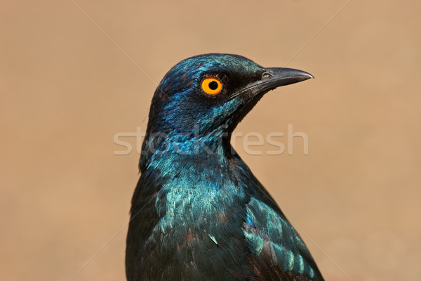Greater blue-eared starling Stock photo © EcoPic