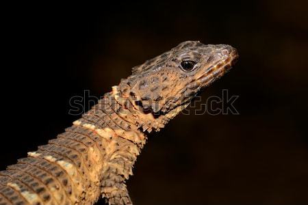 Girdled lizard Stock photo © EcoPic