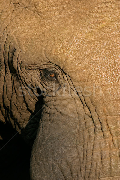 Elephant eye Stock photo © EcoPic