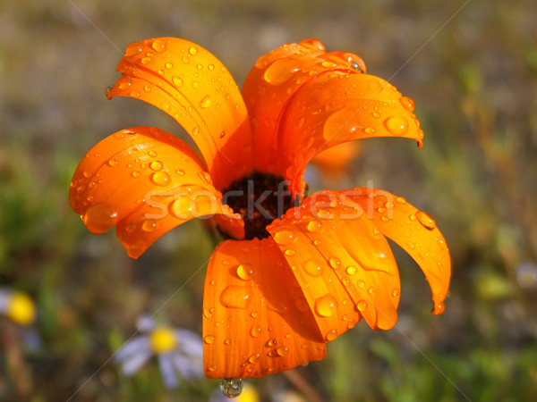 Daisy flowers Stock photo © EcoPic