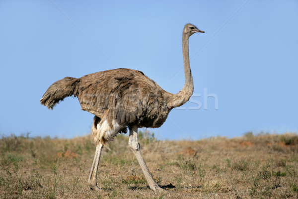 女 鴕鳥 南非 天空 藍色 腿 商業照片 © EcoPic
