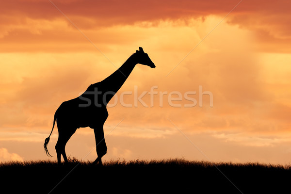 Foto stock: Girafa · africano · silhueta · caminhada · dramático