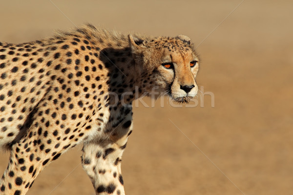 Stockfoto: Cheetah · woestijn · South · Africa · ogen · portret · afrika