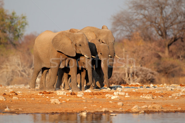 Elephants at waterhole Stock photo © EcoPic