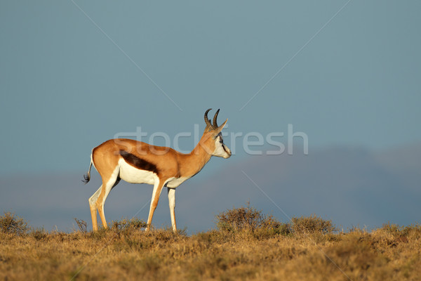 Kék ég Dél-Afrika égbolt kék állat afrikai Stock fotó © EcoPic