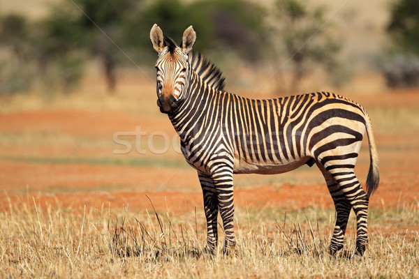 Hartmanns Mountain Zebra Stock photo © EcoPic