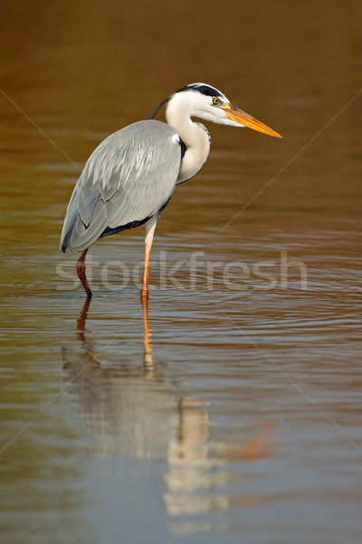 Grey heron in water Stock photo © EcoPic