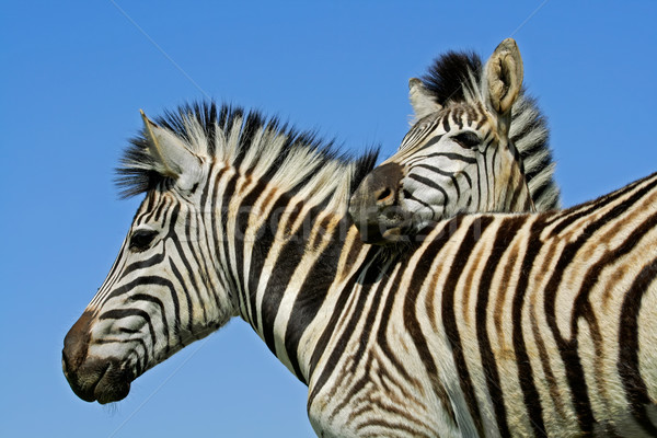 Alföld zebra portré kettő zebrák park Stock fotó © EcoPic