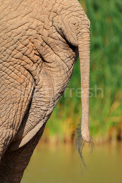 African elephant tail Stock photo © EcoPic