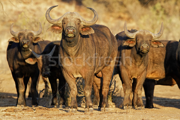 Stock photo: African buffaloes