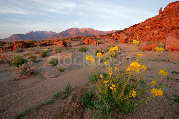 Stock photo: Desert landscape 