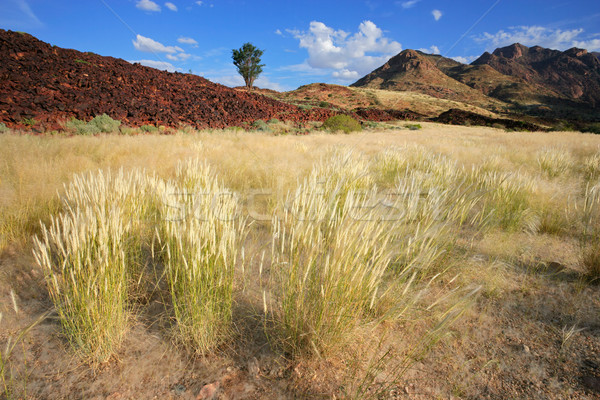 Grassland landscape Stock photo © EcoPic