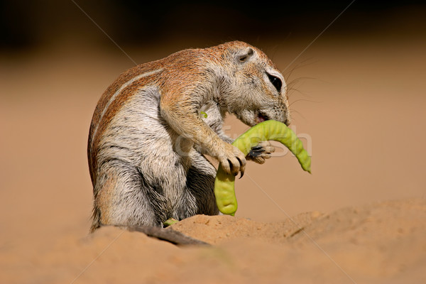 Ground squirrel  Stock photo © EcoPic