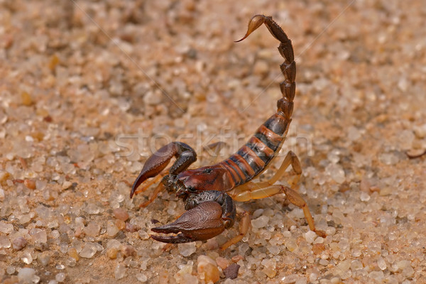 Agresiv scorpion pozitie deşert Africa de Sud natură Imagine de stoc © EcoPic