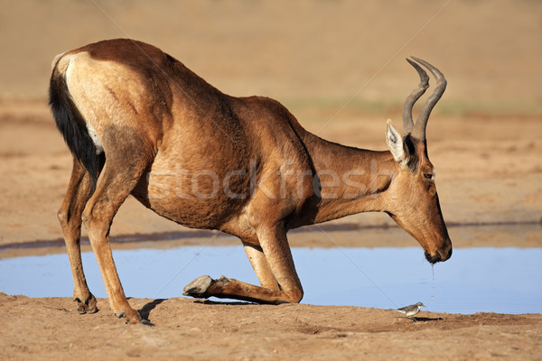 Red hartebeest drinking Stock photo © EcoPic