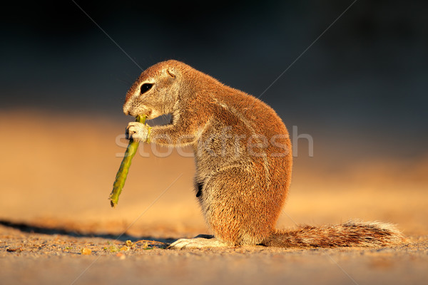 Feeding ground squirrel Stock photo © EcoPic