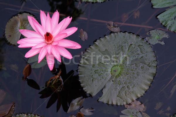 Water lily flower Stock photo © EcoPic