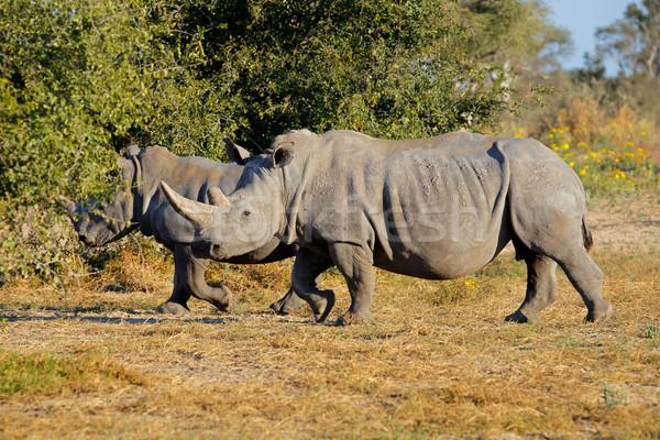 Blanche rhinocéros deux naturelles habitat Afrique du Sud [[stock_photo]] © EcoPic