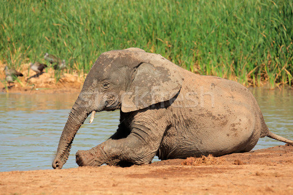 Stock photo: Playful African elephant