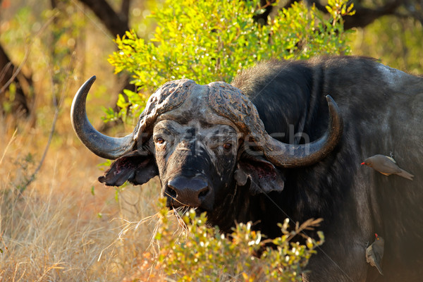 African buffalo Stock photo © EcoPic