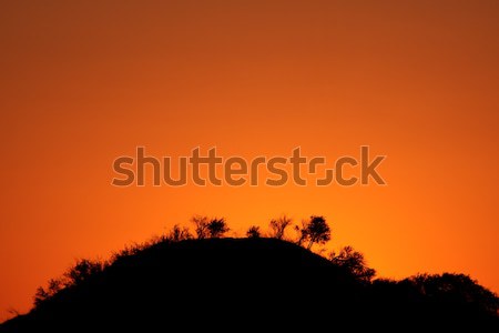 Fa bokor sziluettek fák bokrok piros Stock fotó © EcoPic