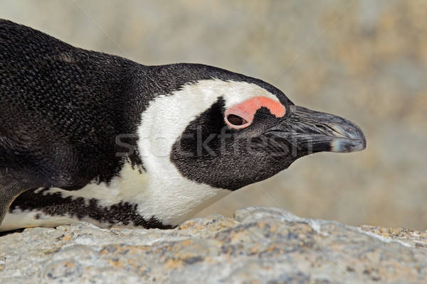 Afrika penguen portre batı Güney Afrika gözler Stok fotoğraf © EcoPic