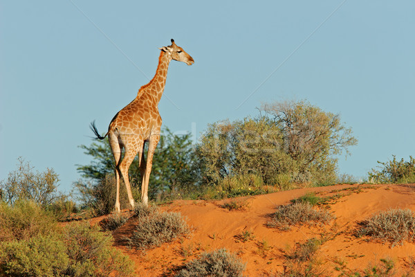 жираф дюна песчаная дюна пустыне ЮАР песок Сток-фото © EcoPic