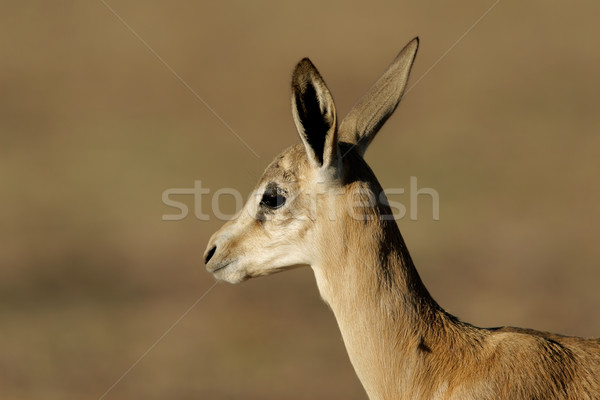 Stockfoto: Lam · portret · jonge · woestijn · South · Africa · natuur