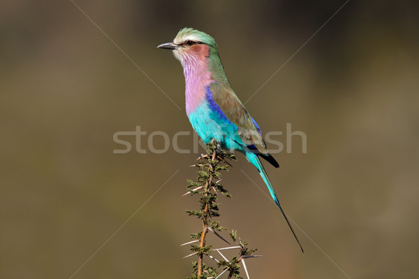 Lilac-breasted roller Stock photo © EcoPic