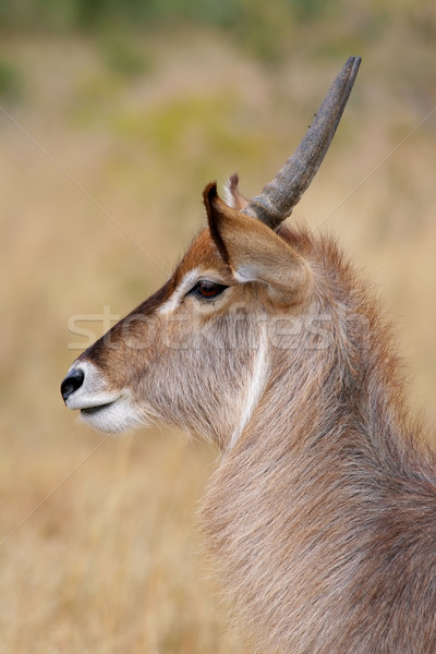 Waterbuck portrait Stock photo © EcoPic