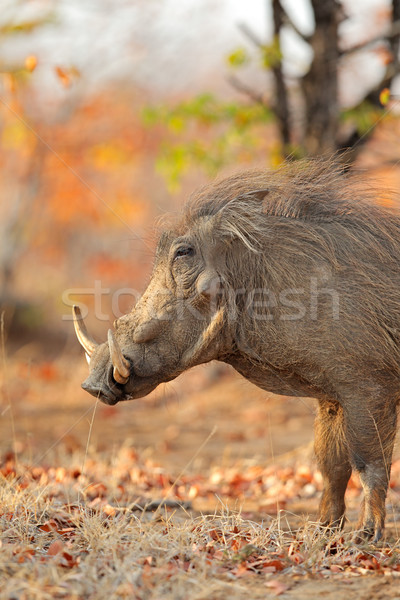 Warthog in natural habitat Stock photo © EcoPic